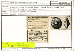 Karteikarte zum Holotyp von Robulina loculosa Stache, 1864